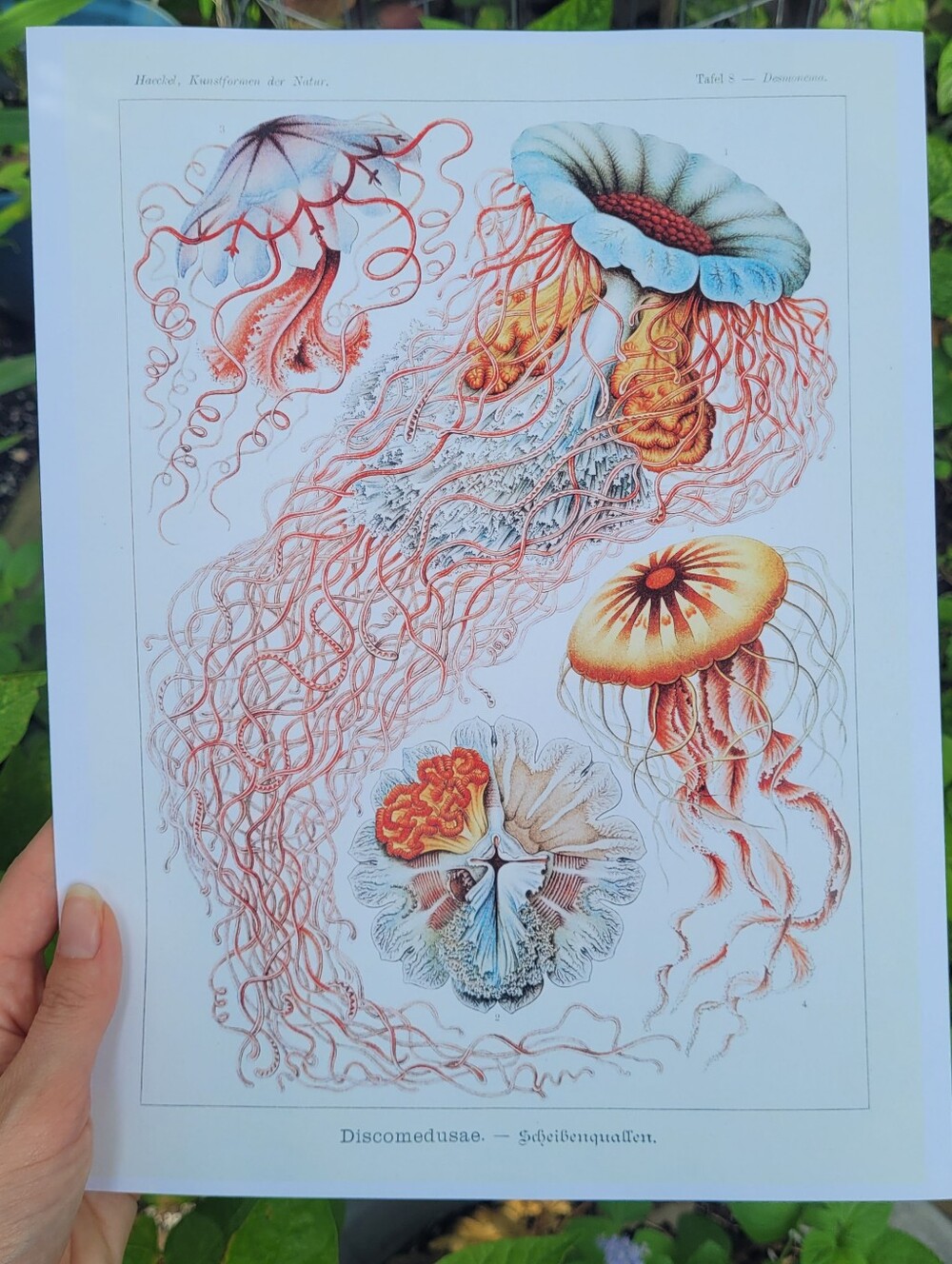 Botanical Jellyfish Art Print in Coral and Blue